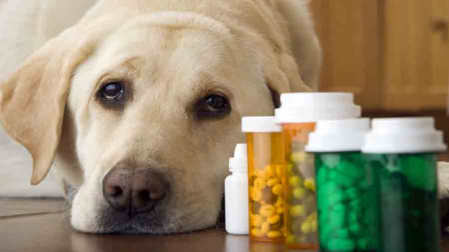 Farmacie veterinara Baia Mare
