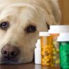 Farmacie veterinara Focșani